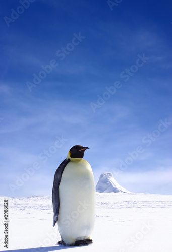penguin