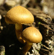 mushrooms with fly