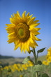 Photo: One large sunflower amid field of sunflowers. One large sunflower amid field of sunflowers.