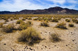 grassland scrub in death valley