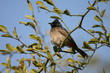 red vented bulbul