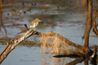 indian pond heron