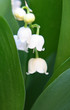 Photo: muguet muguet