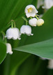 Photo: muguet porte chance muguet porte chance