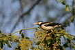 asian pied starling