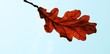 oak-tree autumn leaves oak-tree autumn leaves
