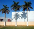5 palm trees 5 palm trees