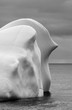 iceberg with nose