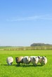 sheep on grass with blue sky sheep on grass with blue sky