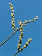 flowering branch