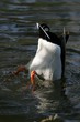 diving duck