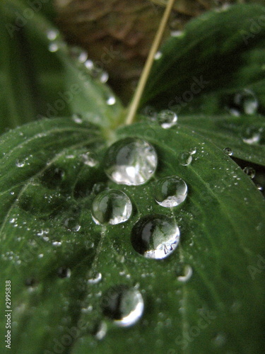 Photo: drops drops