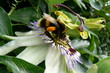 bee on flower