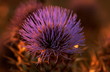 summer thistle