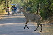 nilgai, aka blue bull,  crossing road