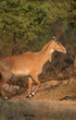 nilgai, aka blue bull