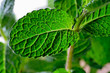 mint leaves closeup