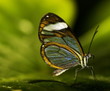 greta oto butterfly