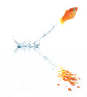 jumping goldfish