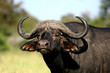 african buffalo portrait