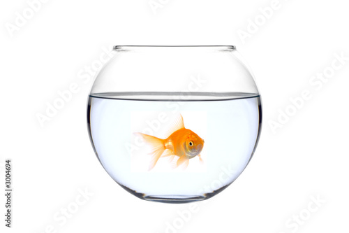 a golden fish in a bowl a golden fish in a bowl