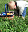 easter egg hunt / child