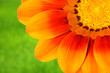 daisy on grass