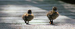 ducklings