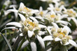 edelweiss - wild beautiful rare flowers (symbol of