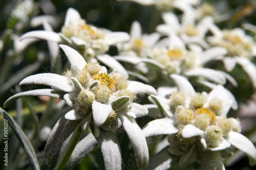 edelweiss - wild beautiful rare flowers (symbol of