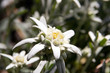 edelweiss - wild beautiful rare flowers (symbol of