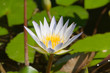 magnificent exotic lotus (water lily) flower