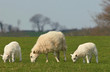 the essence of spring