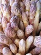 asperges blanches