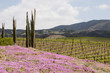 pretty wine country landscape