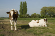 two brown - white cows