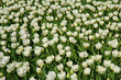 dutch tulips