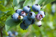 blueberry