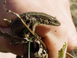 lizard