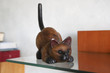 cut out cat