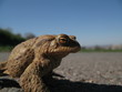 frosch
