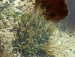 algue marine