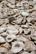 oyster shells