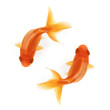 two goldfish swimming in circles