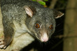 close up of possum