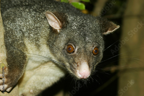Photo: close up of possum close up of possum