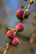 blossom