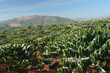 coffee plantation