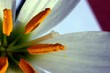 crocus organs.