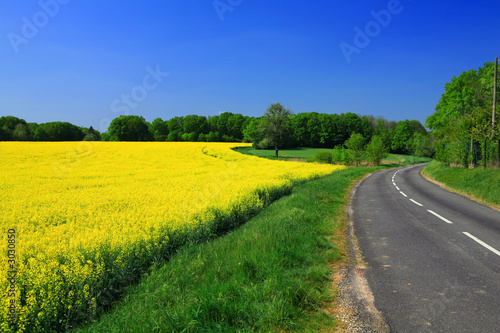 route et champ de colza
